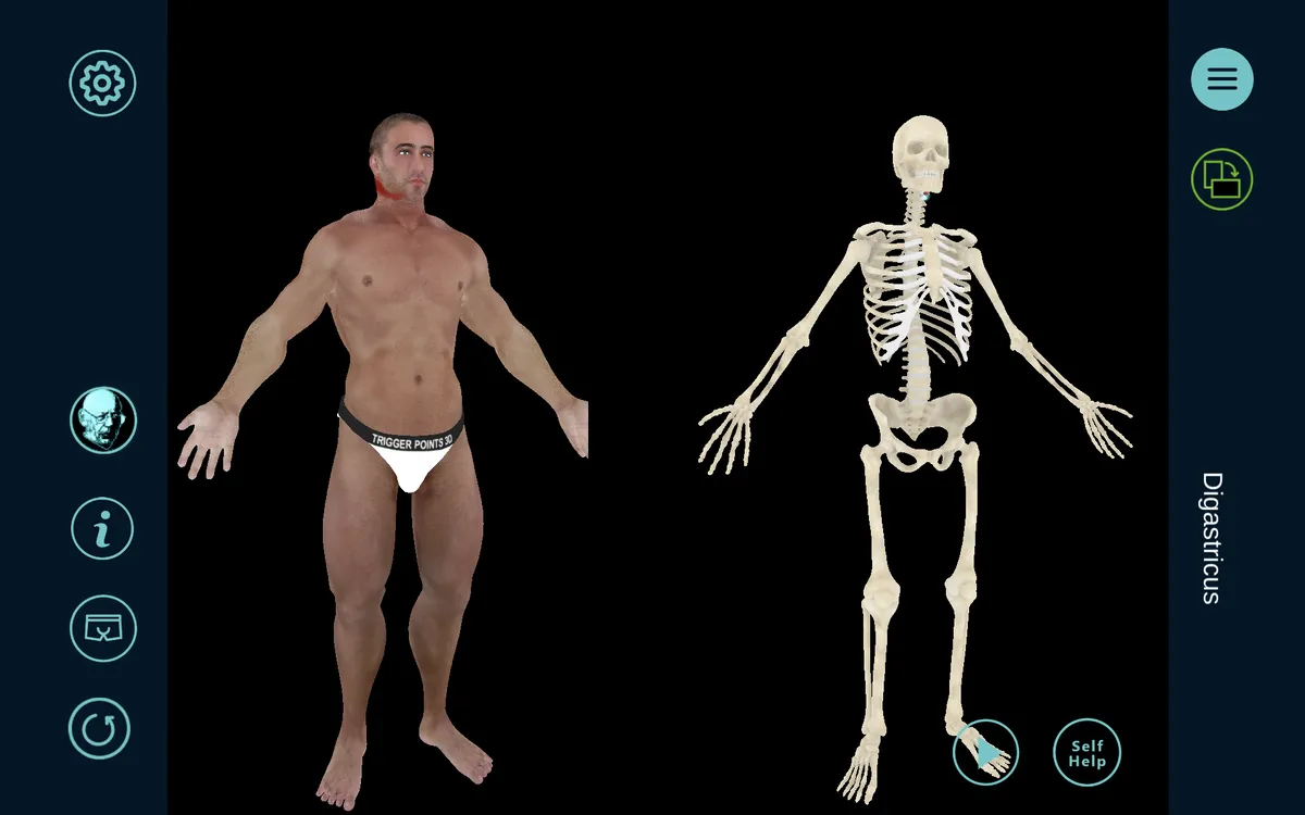 The TriggerPoints3D application, showing the 3D muscle and skeleton models